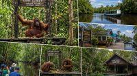 Wisata di Tanjung Puting