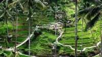 ubd bali